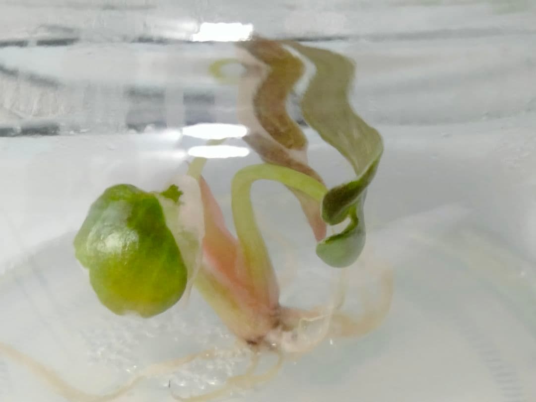 For ティファニー