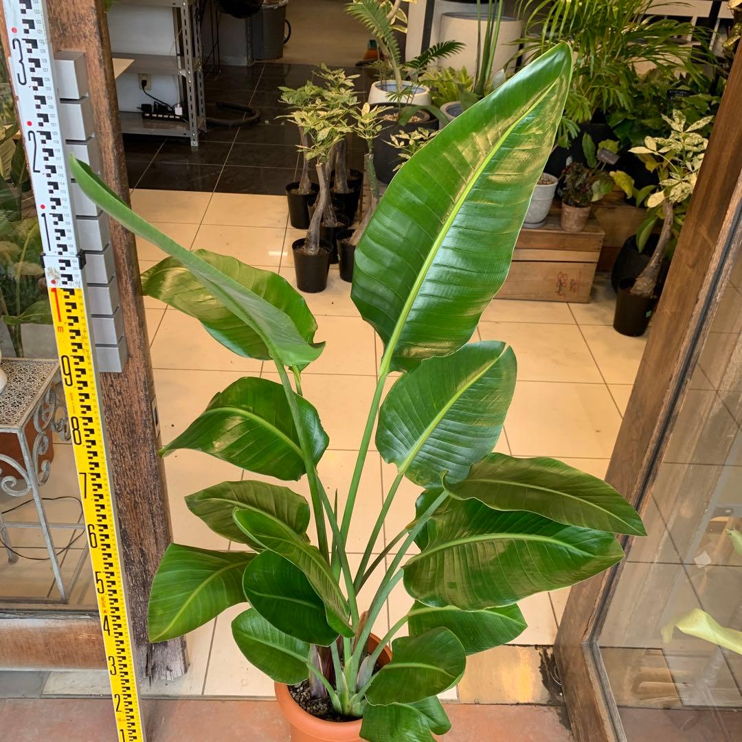 ストレリチア オーガスタ 8号