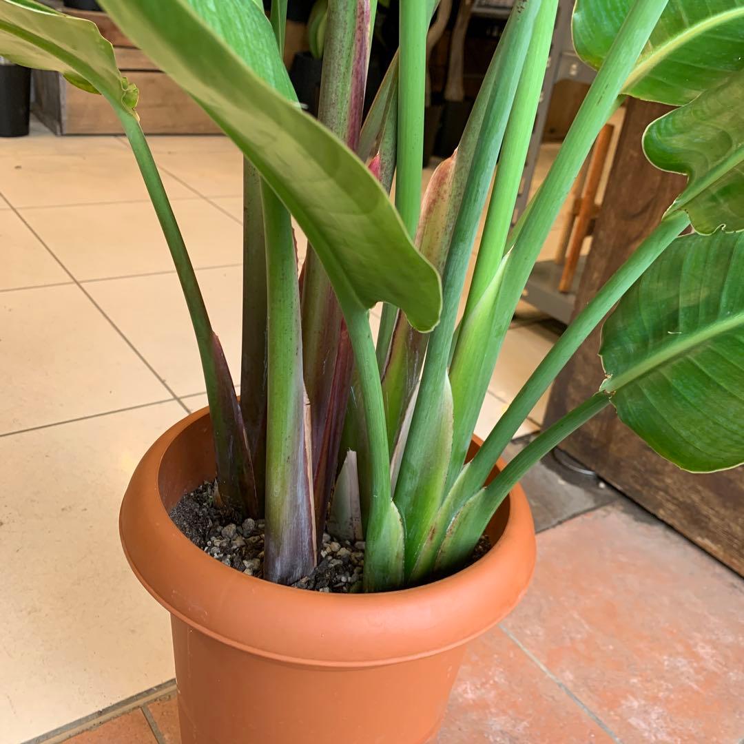 ストレリチア オーガスタ 8号