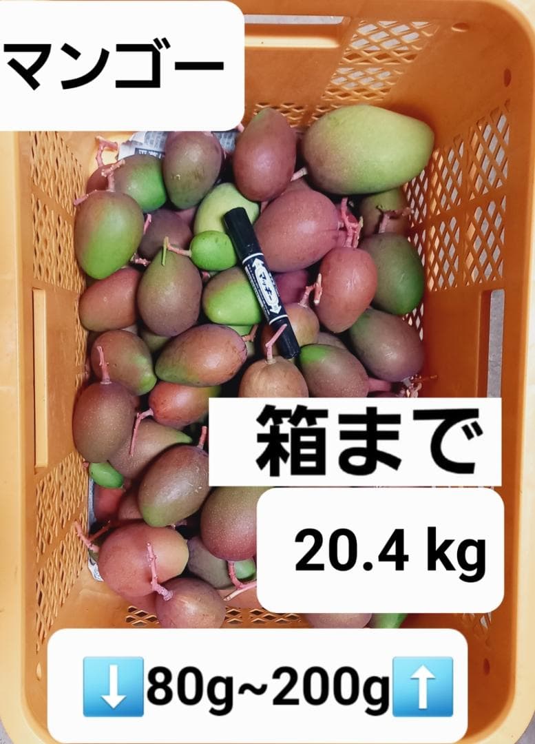 マンゴー+摘果 / 20.4 kg including box