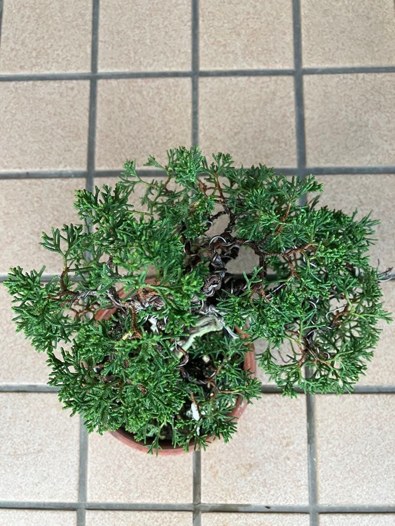 陸*奥様 石鎚山の真柏　美しい樹形でジン舎利のバランスが超魅力！　★大幅値下げ超