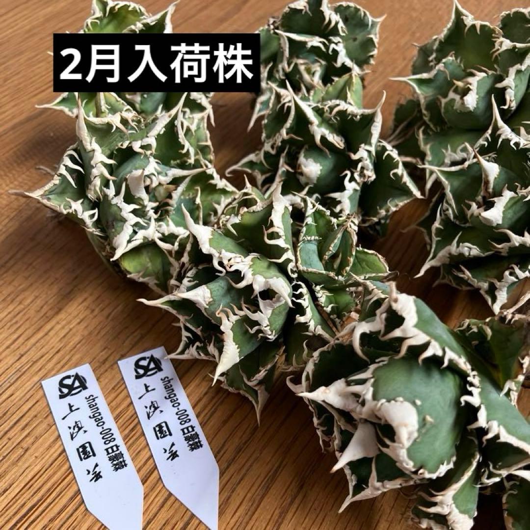 K*s様 【オークション】匿名配送　子株2株　アガべ　白豪刺　OC 脇芽【親株写