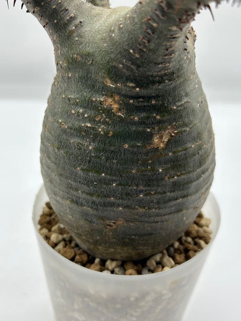 現地球　発根済み　パキポディウム　グラキリス　落葉中