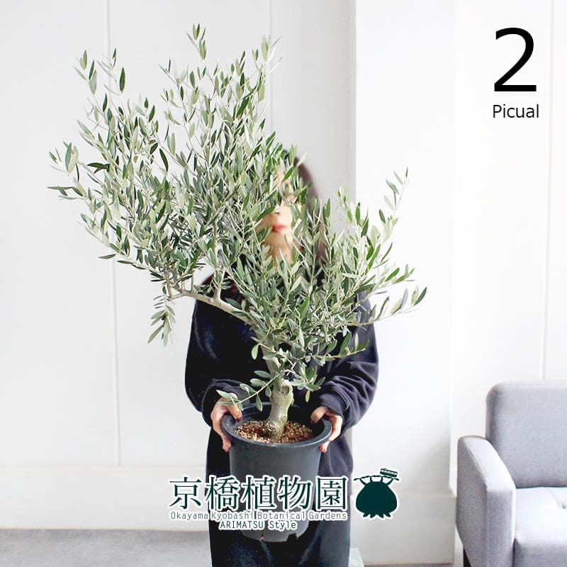 【現品】オリーブ　7号　黒鉢（2）ピクアル＜S-2＞