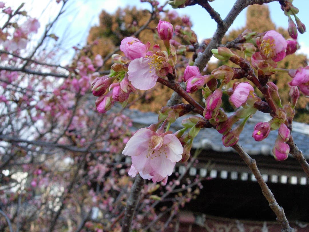 実写美⭕️美品【動作確認済】Nikon COOLPIX 5200 ブルー