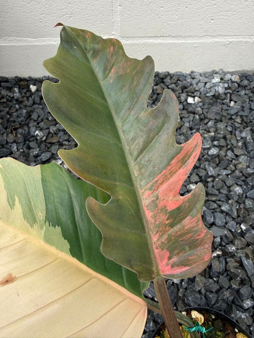 フィロデンドロン　キャラメル　マーブル