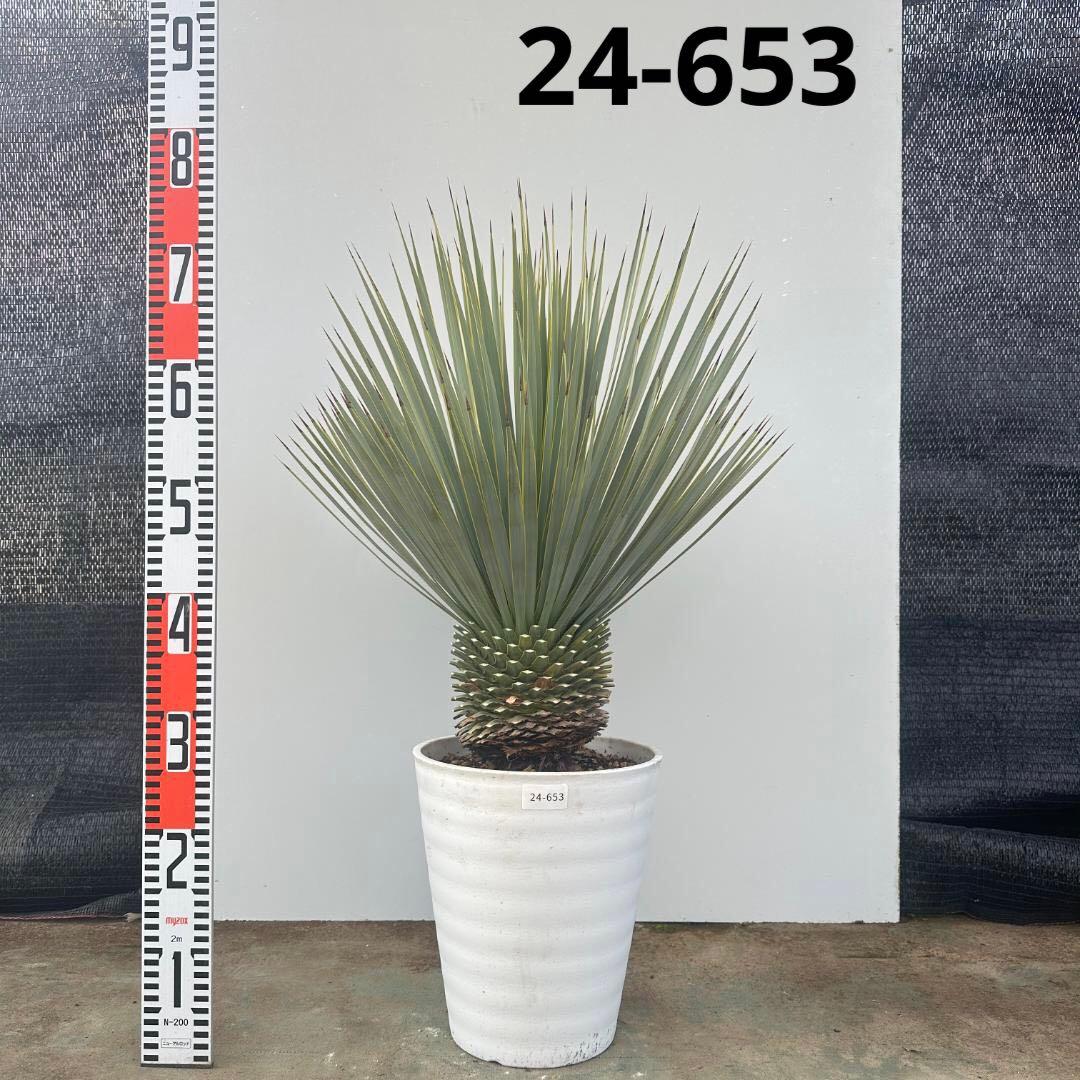 ユッカ　ロストラータ【24-653】超美形　シルバーブルー