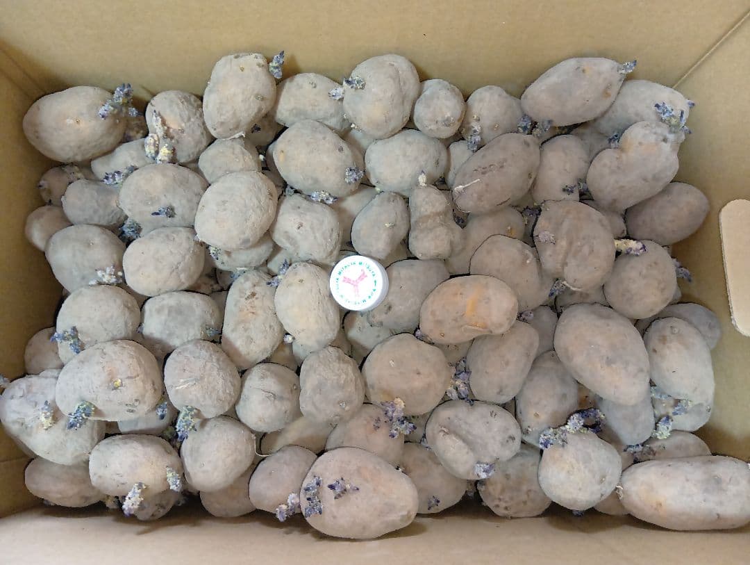 インカのめざめ 種芋 7kg①