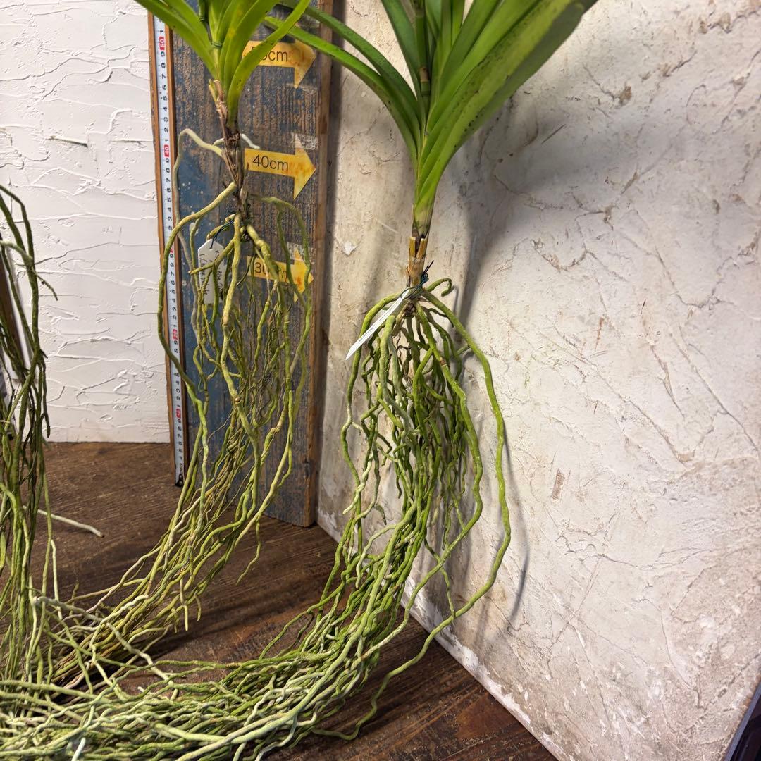 【特選】　洋蘭　バンダ　4種4株 サンチャイゴールドスポット