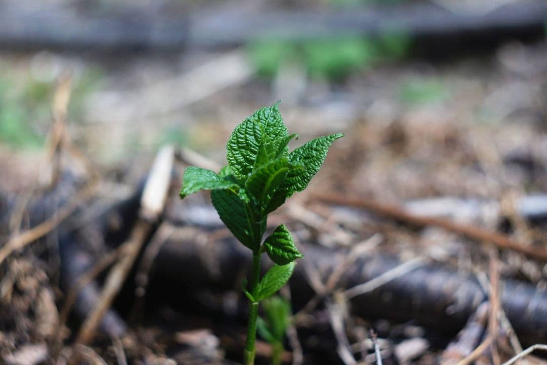 HELIOS 44-2 58mm f2 ゼブラ　初期型