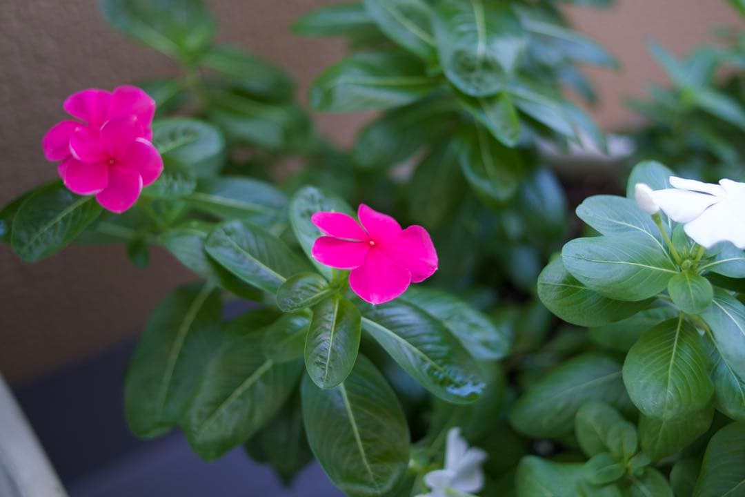 LEICA SUMMICRON R  35mm F2ズミクロン