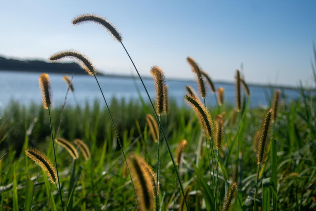 【黒死病対策】ペンタックス　PENTAX K-S1 白