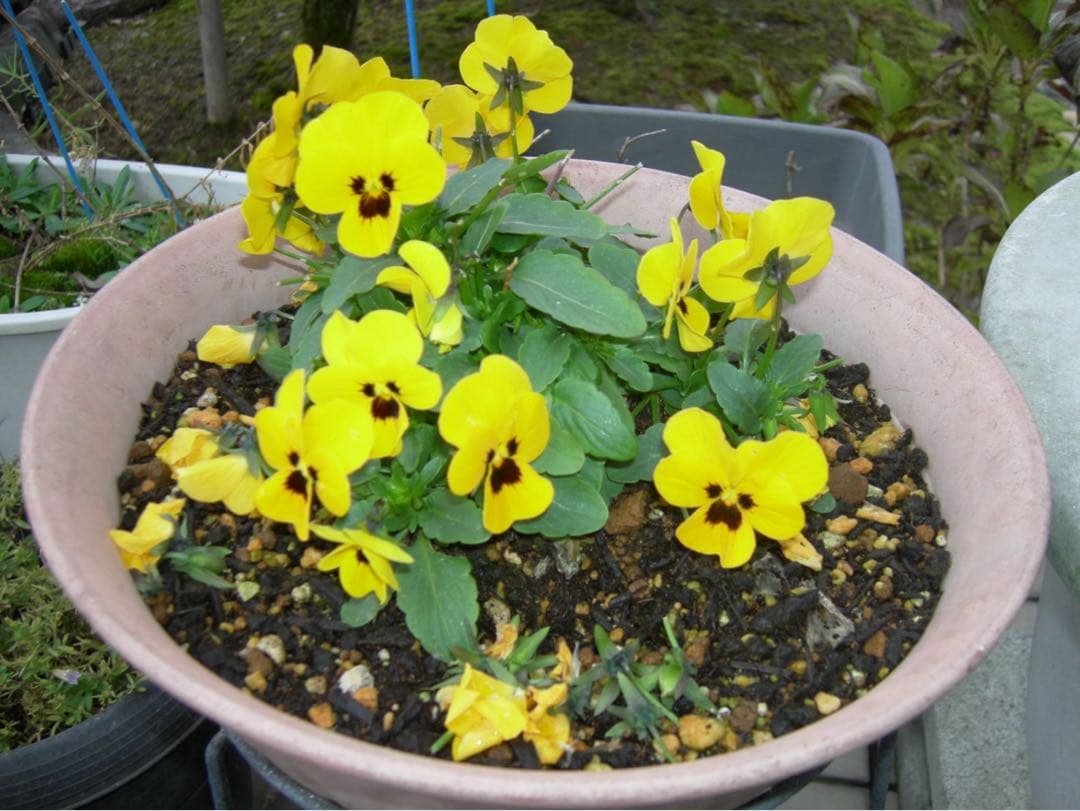 ☆動作OK Nikon coolpix P1 バッテリー&充電器&SDカード付き