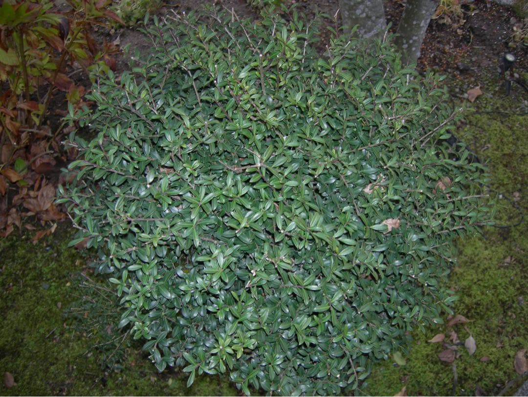 ☆動作OK Nikon coolpix P1 バッテリー&充電器&SDカード付き