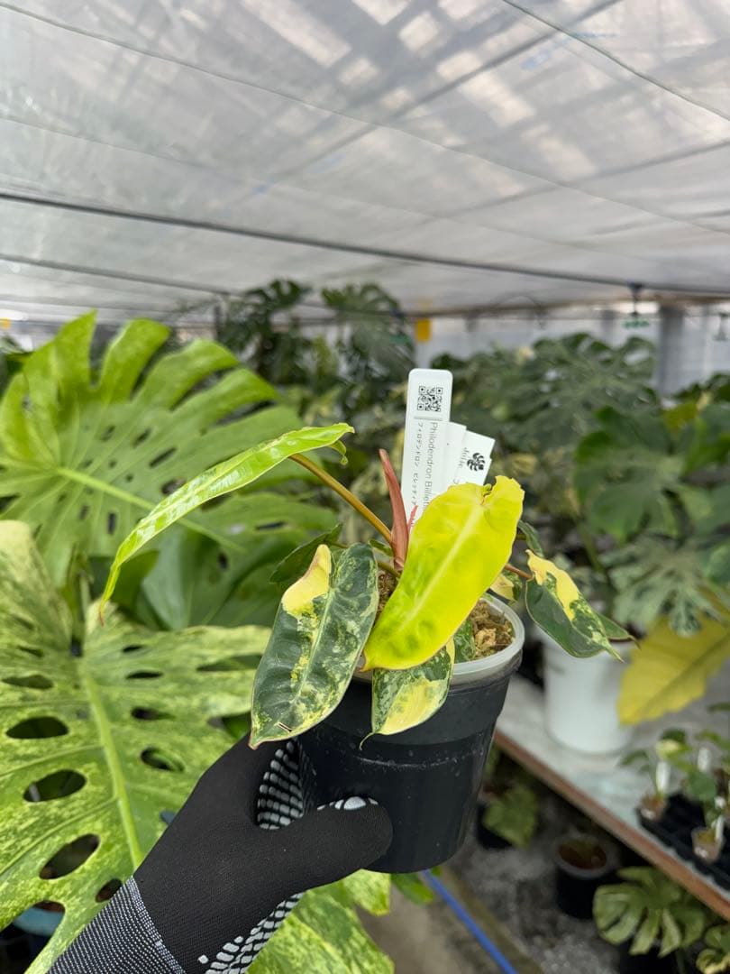 5フィロデンドロン　ビレッティア　斑入り