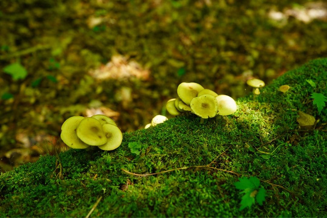 SONY α6400 ミラーレスカメラ