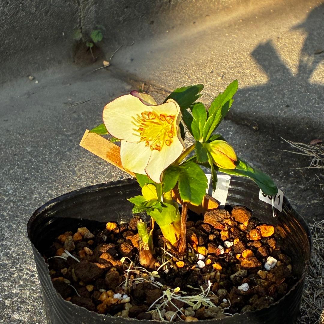 ヘ*6様 571☘️花蕾付☘️⭐️糸ピコSD⭐️イエローフジタ⭐️小輪⭐️オーレ