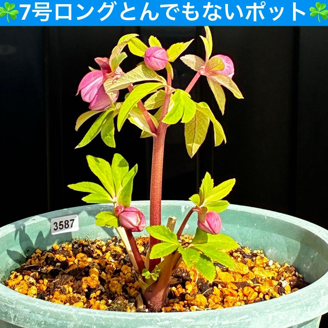 A*️様 3587☘️蕾花付き☘️極上☘️7号☘️⭐️SD⭐️ピンクオーレア⭐️