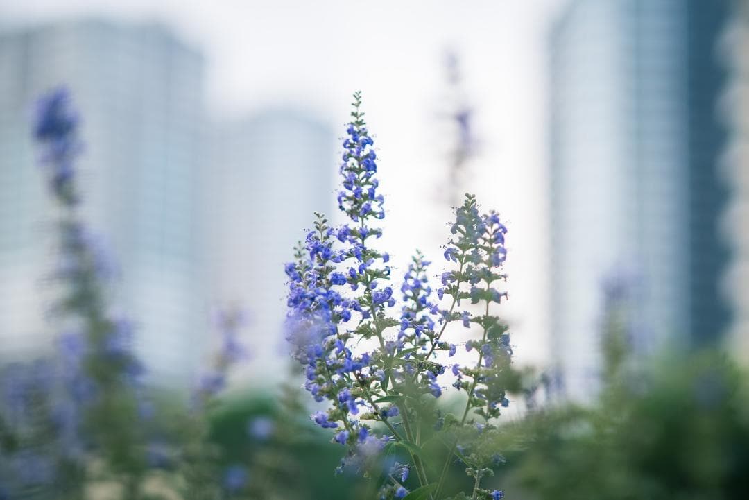 classik様　Leica Elmarit 90mm F2.8オールドレンズ