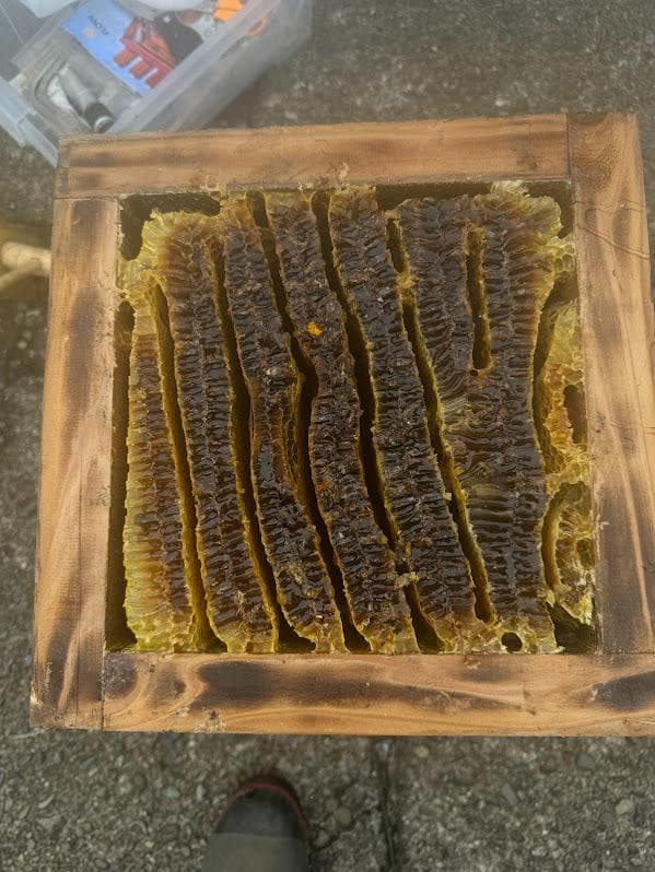 日本蜜蜂 重箱式巣箱4段 スライド底板付巣門台座　スノコ付き