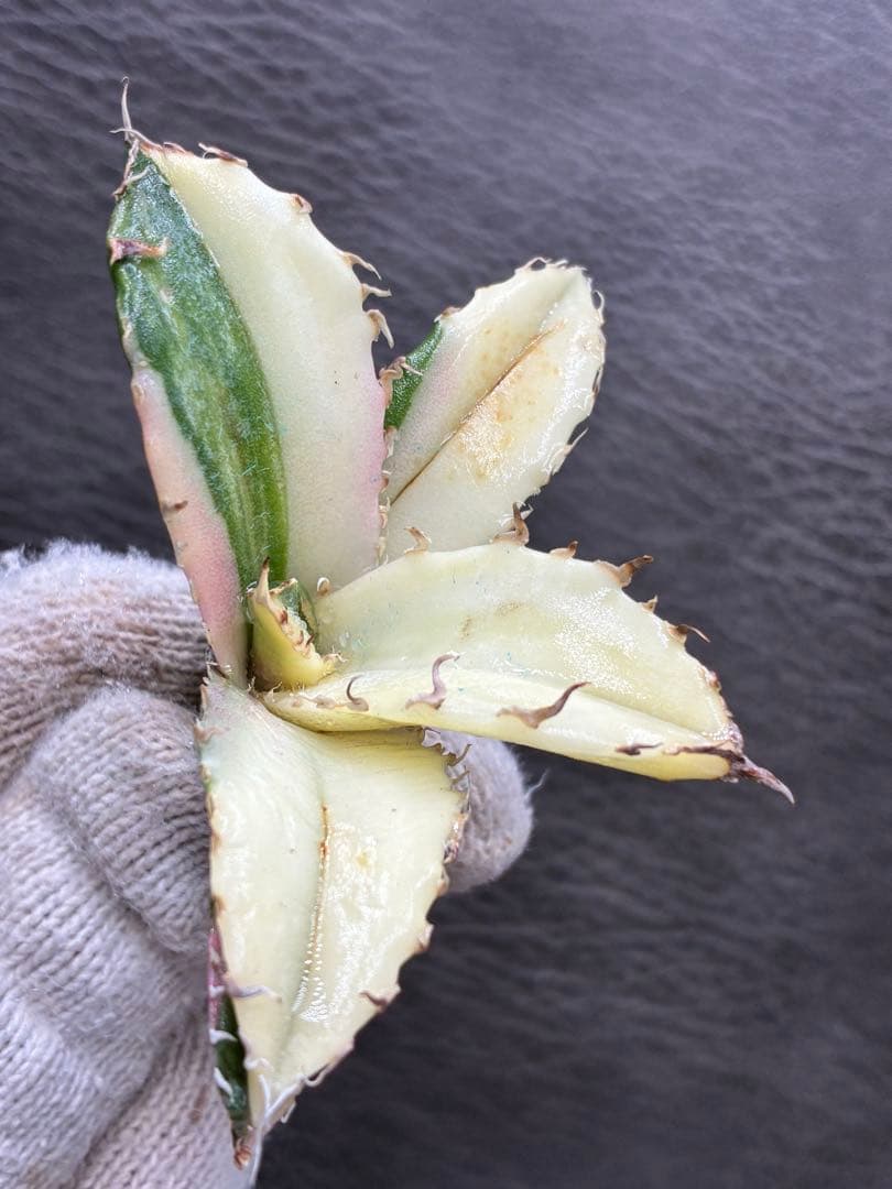 ガ*N様 カベ チタノタ「白鯨錦」中斑入り 珍しいカラー 鮮やかなピンク