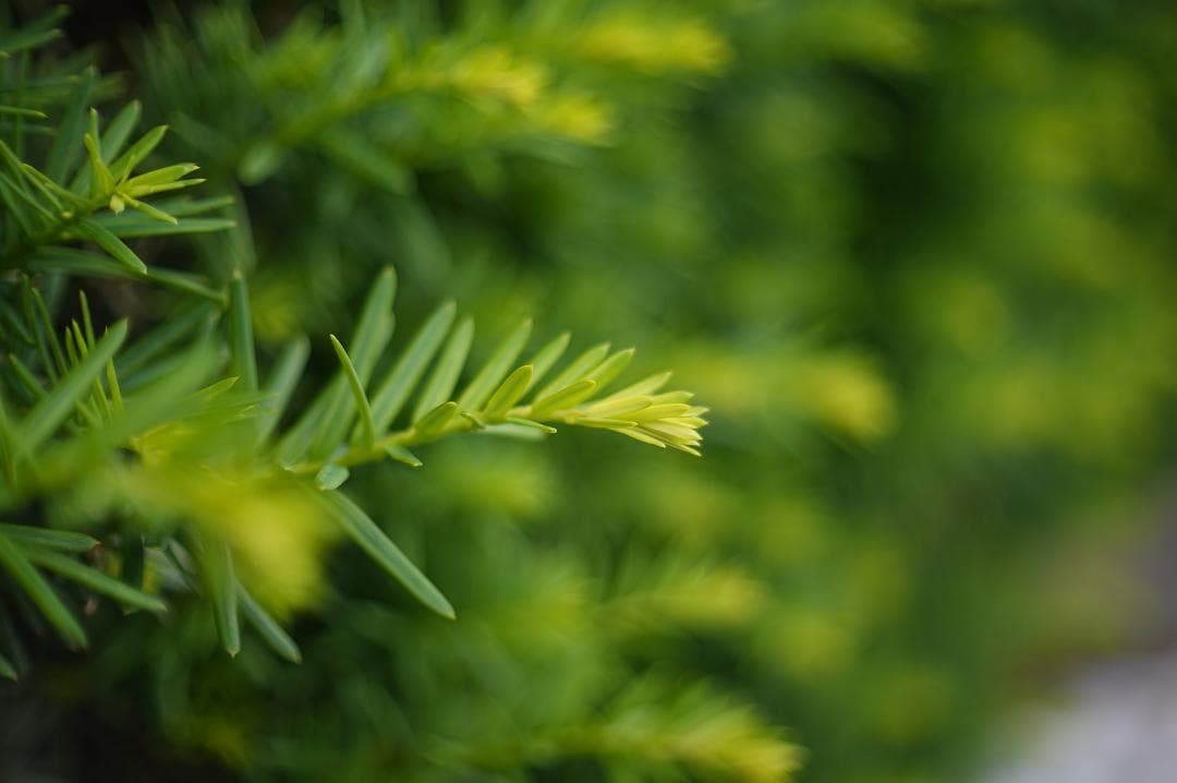 025 Kodak Ektar 25mm f 1.4 コダックエクター レンズ