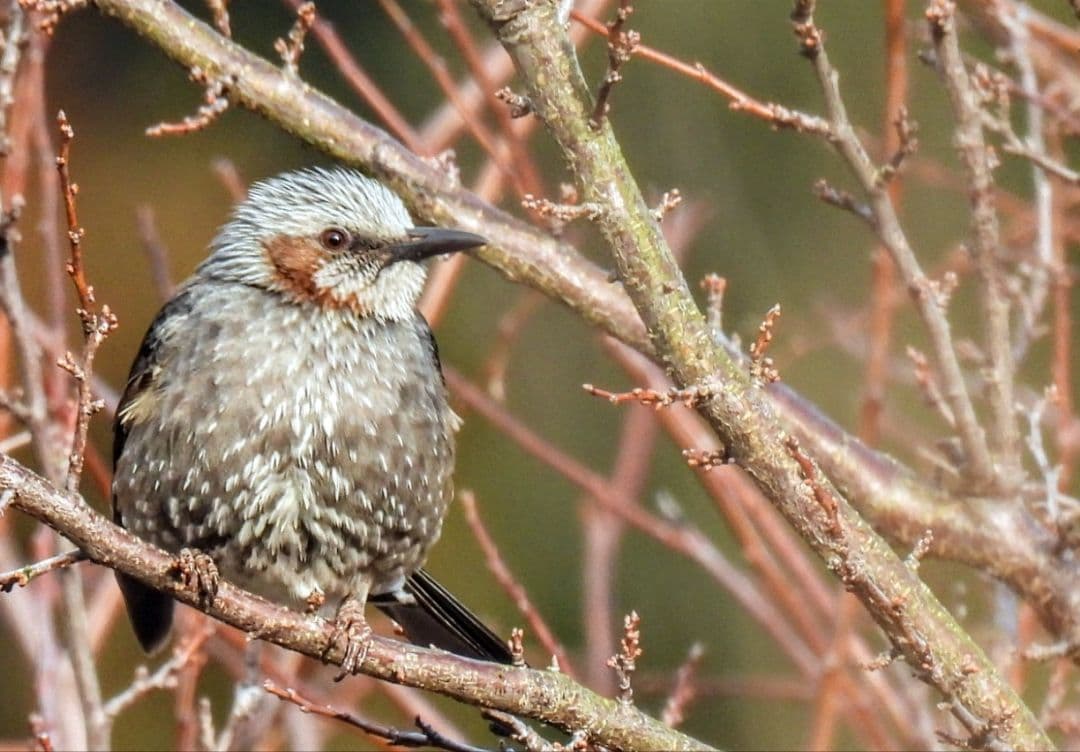 Nikon P950 美品 保証3年付き