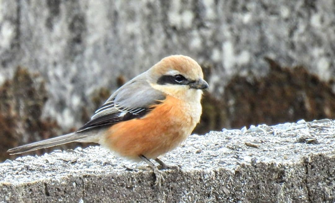 Nikon P950 美品 保証3年付き