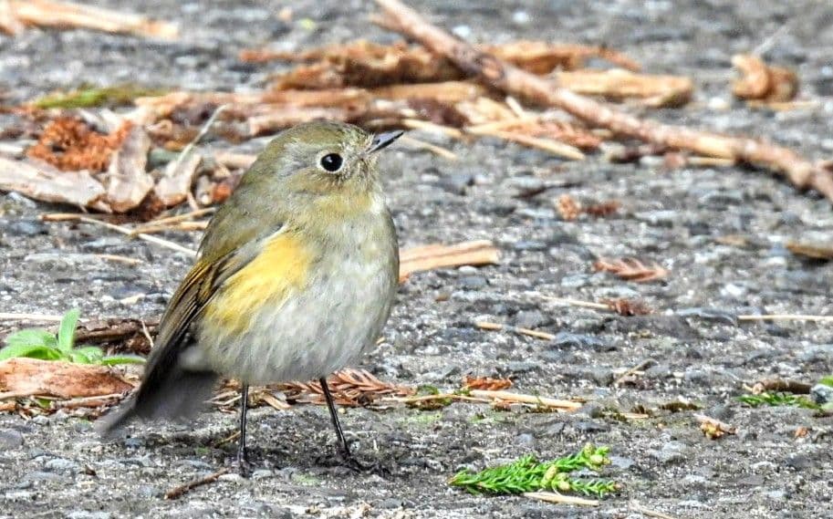 Nikon P950 美品 保証3年付き