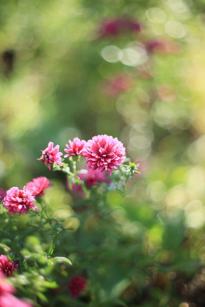 Super-Takumar 50mm F1.4 後期型 光学美品 【黄変除去済】