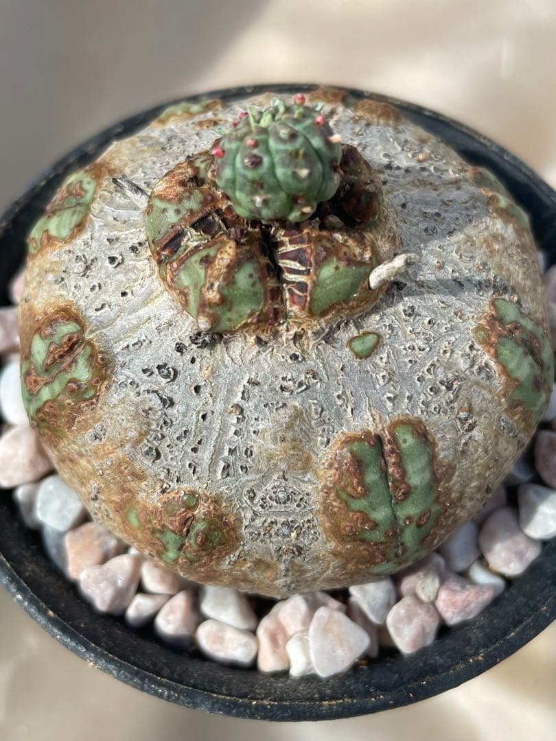 た*く様 オベサ 木質化 3号サイズ