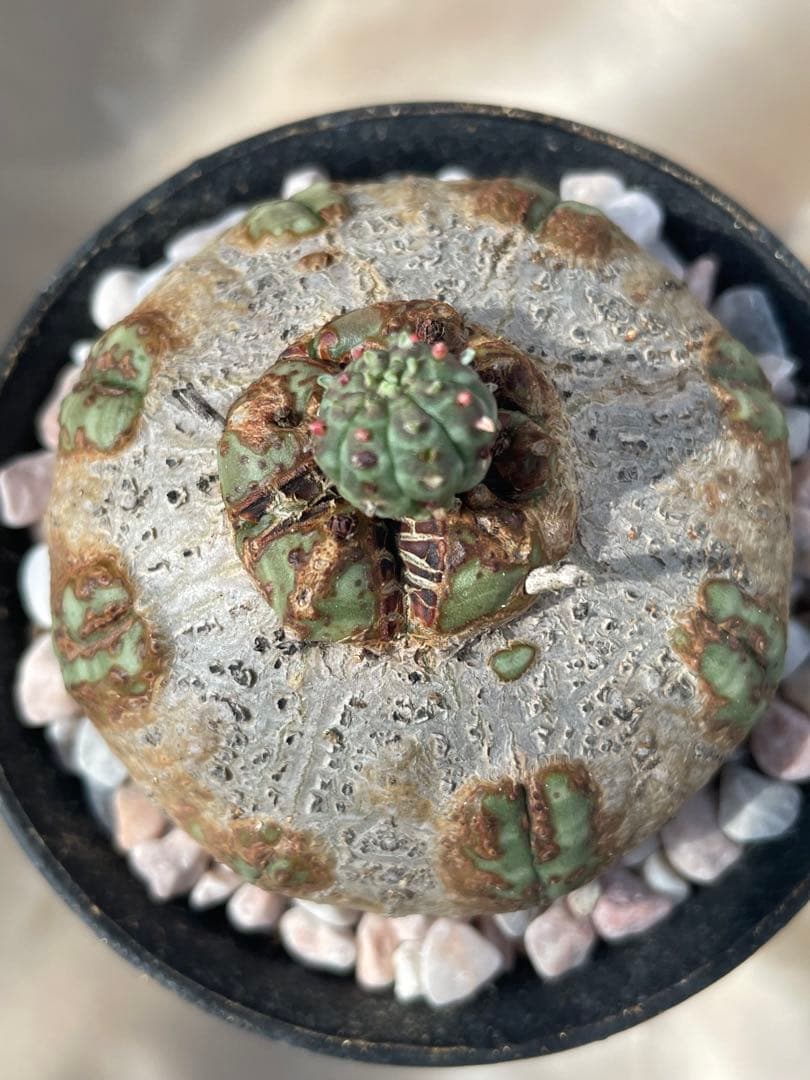 た*く様 オベサ 木質化 3号サイズ