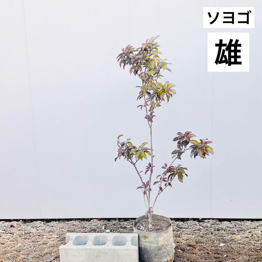 ソヨゴ　雄/ 1033