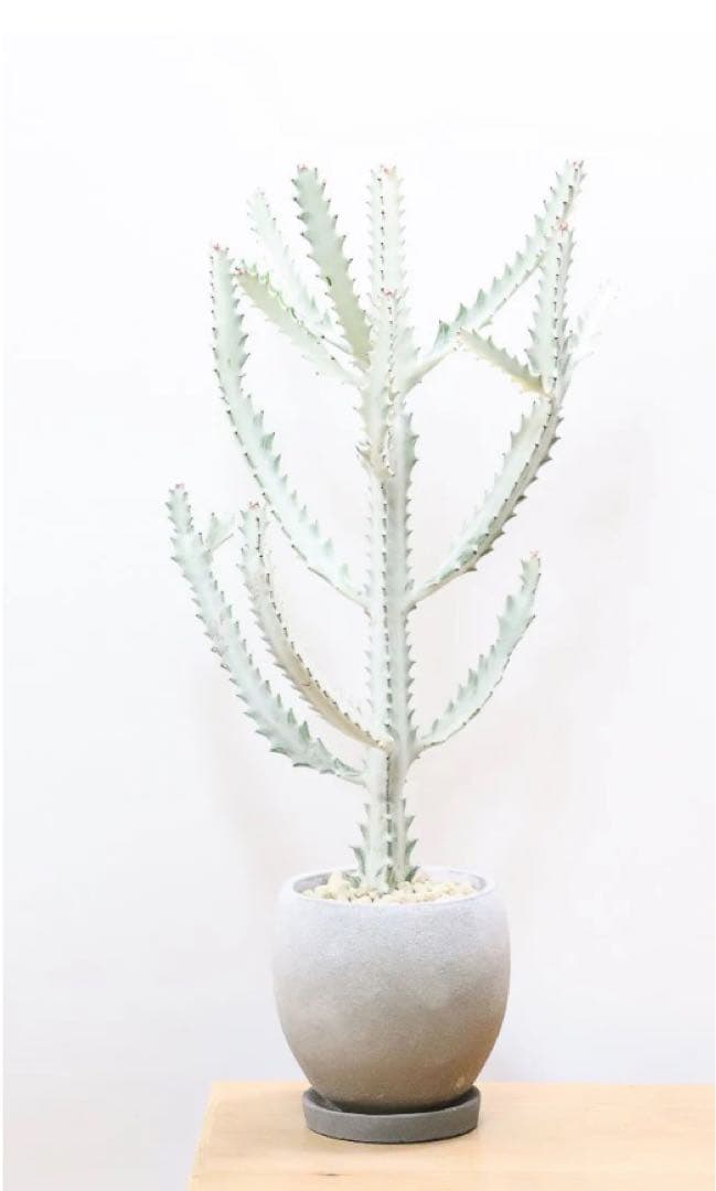 ユーフォルビア ラクティア ホワイトゴースト