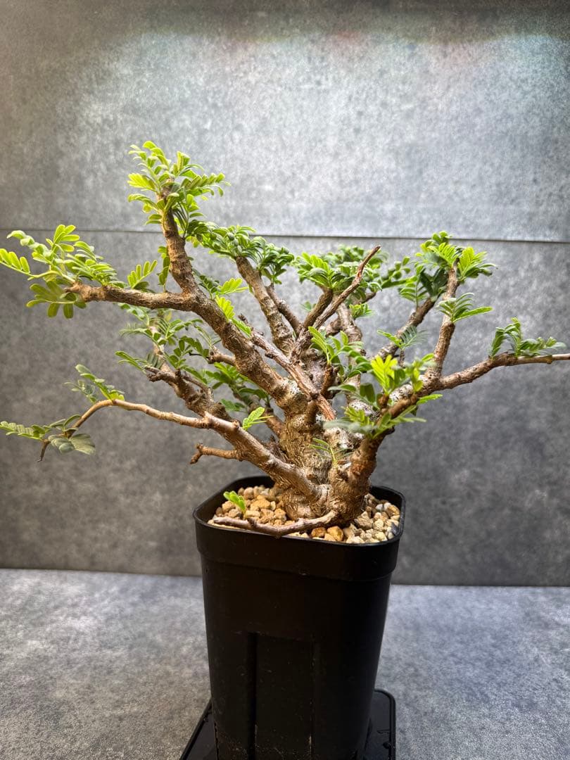 センナ　メリディオナリス　海外実生　発根済み　430