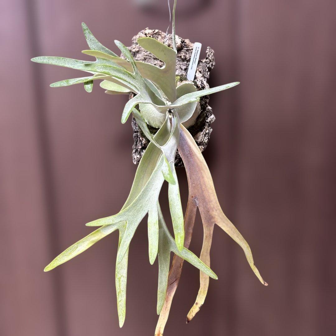 ビカクシダ ハクナマタタ（vandaka）　子株付き