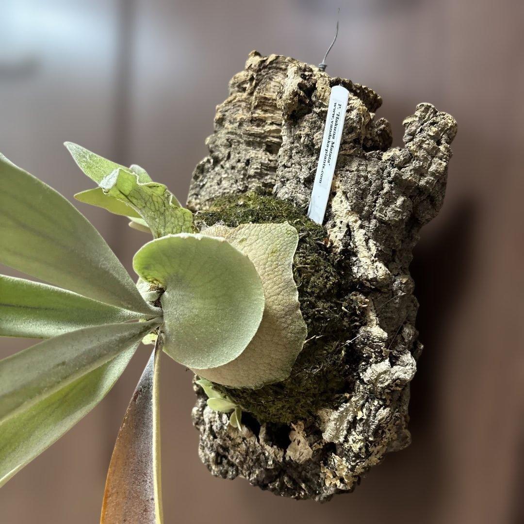 ビカクシダ ハクナマタタ（vandaka）　子株付き