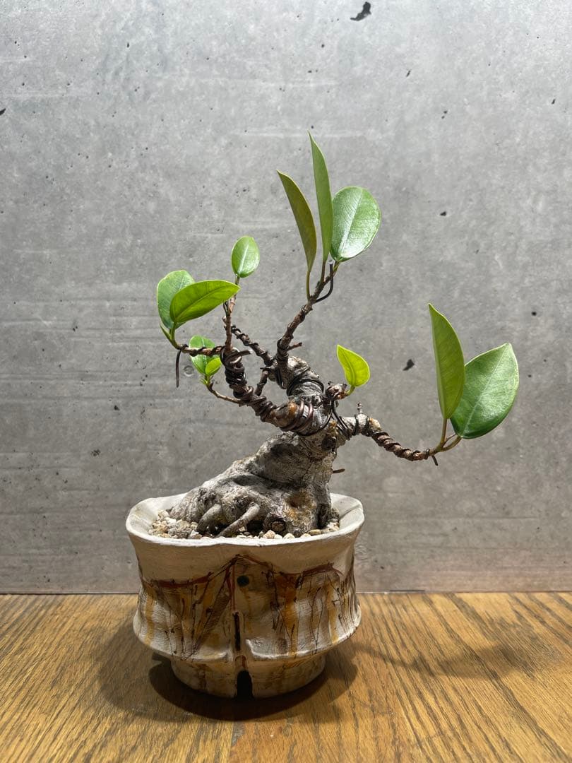 R*L様 ガジュマルミニ盆栽