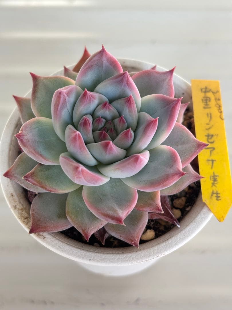 札付き 中里リンゼアナ