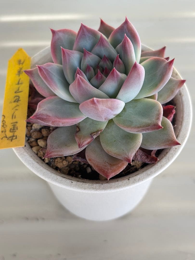 札付き 中里リンゼアナ