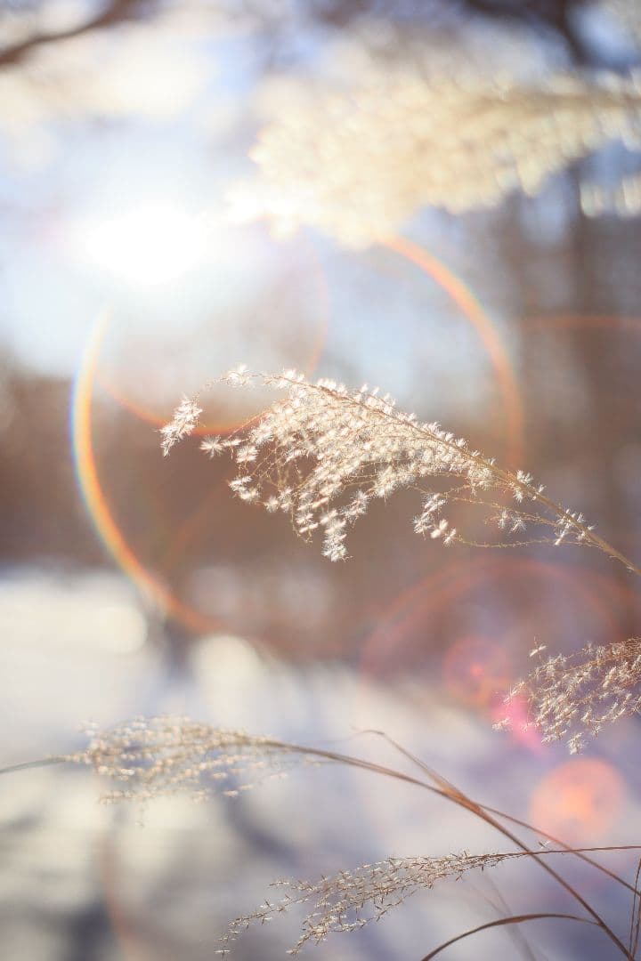 Super-Takumar 55mm F1.8 後期型 S/N：2094122