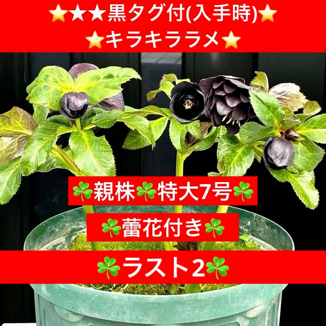 ま*こ様 3554☘️ラスト2☘️蕾花付☘️親株☘️特大7号⭐️黒タグ付(入手時