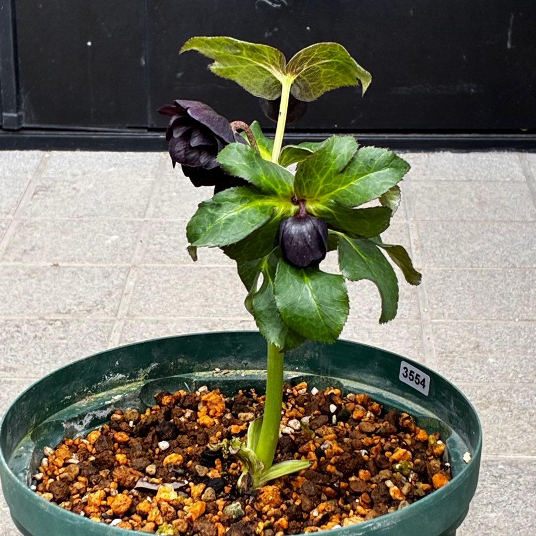 ま*こ様 3554☘️ラスト2☘️蕾花付☘️親株☘️特大7号⭐️黒タグ付(入手時
