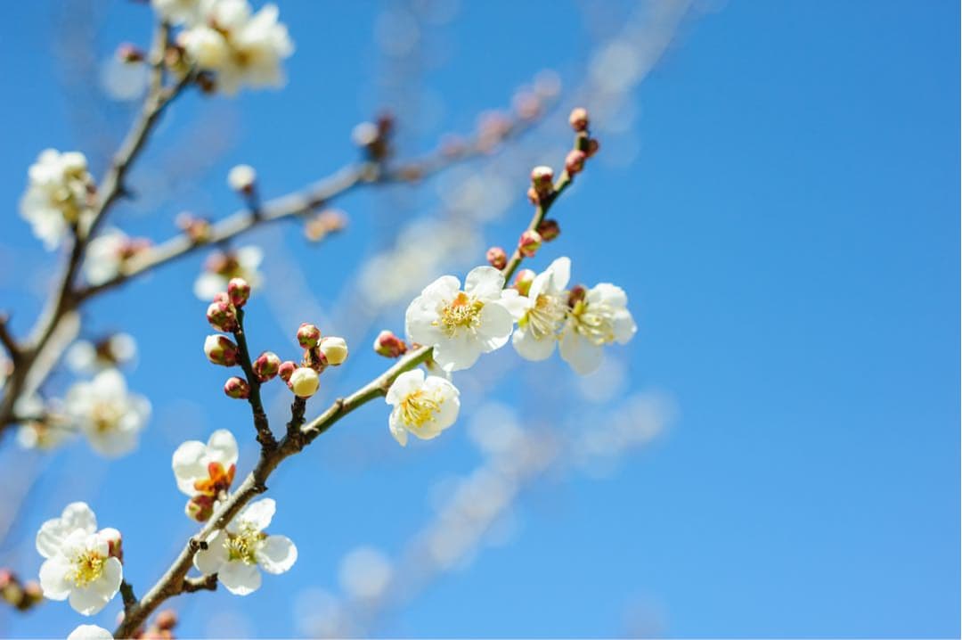 [美品] 作例有り。Nikon AF NIKKOR 50mm F1.8D