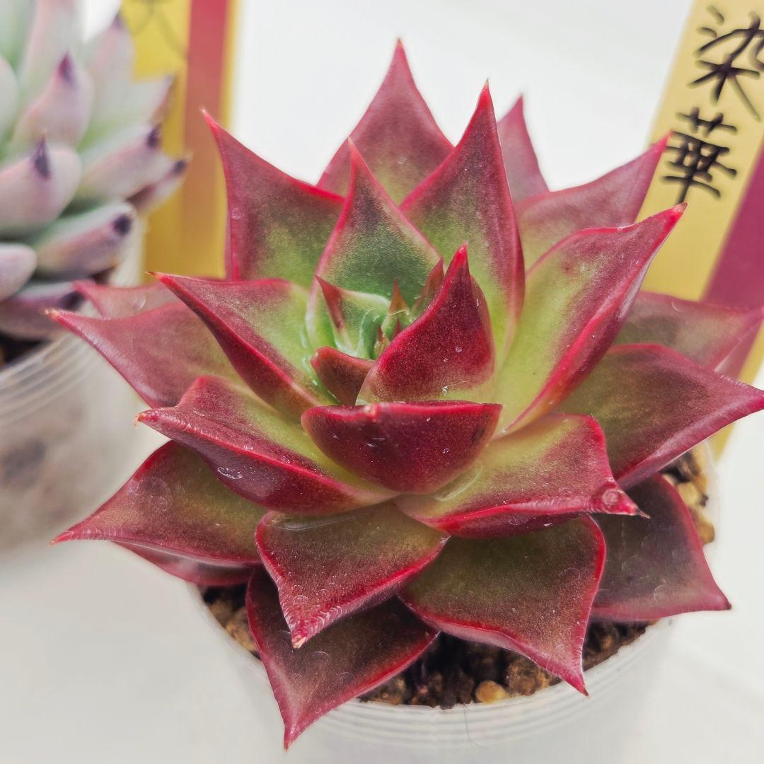 あ*か様 ㊶大きめ苗! 桜鬼❣️ちょこん❣️祭囃子❣️おらいさん発根済 6苗メル