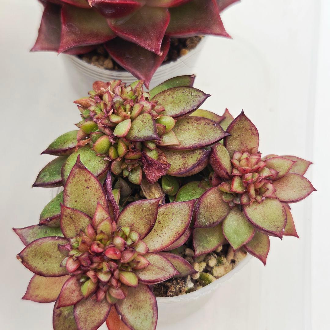 あ*か様 ㊶大きめ苗! 桜鬼❣️ちょこん❣️祭囃子❣️おらいさん発根済 6苗メル