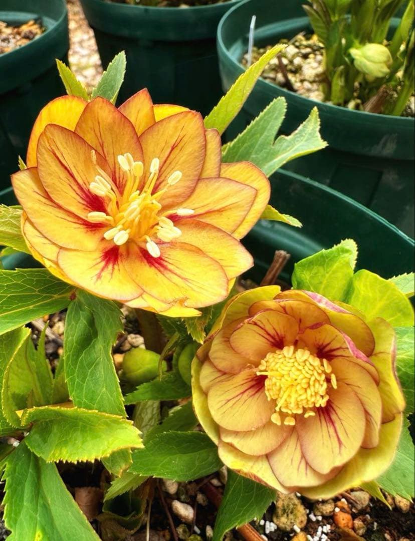 クリスマスローズ　ブラウニー　交配苗　大木ナーサリー