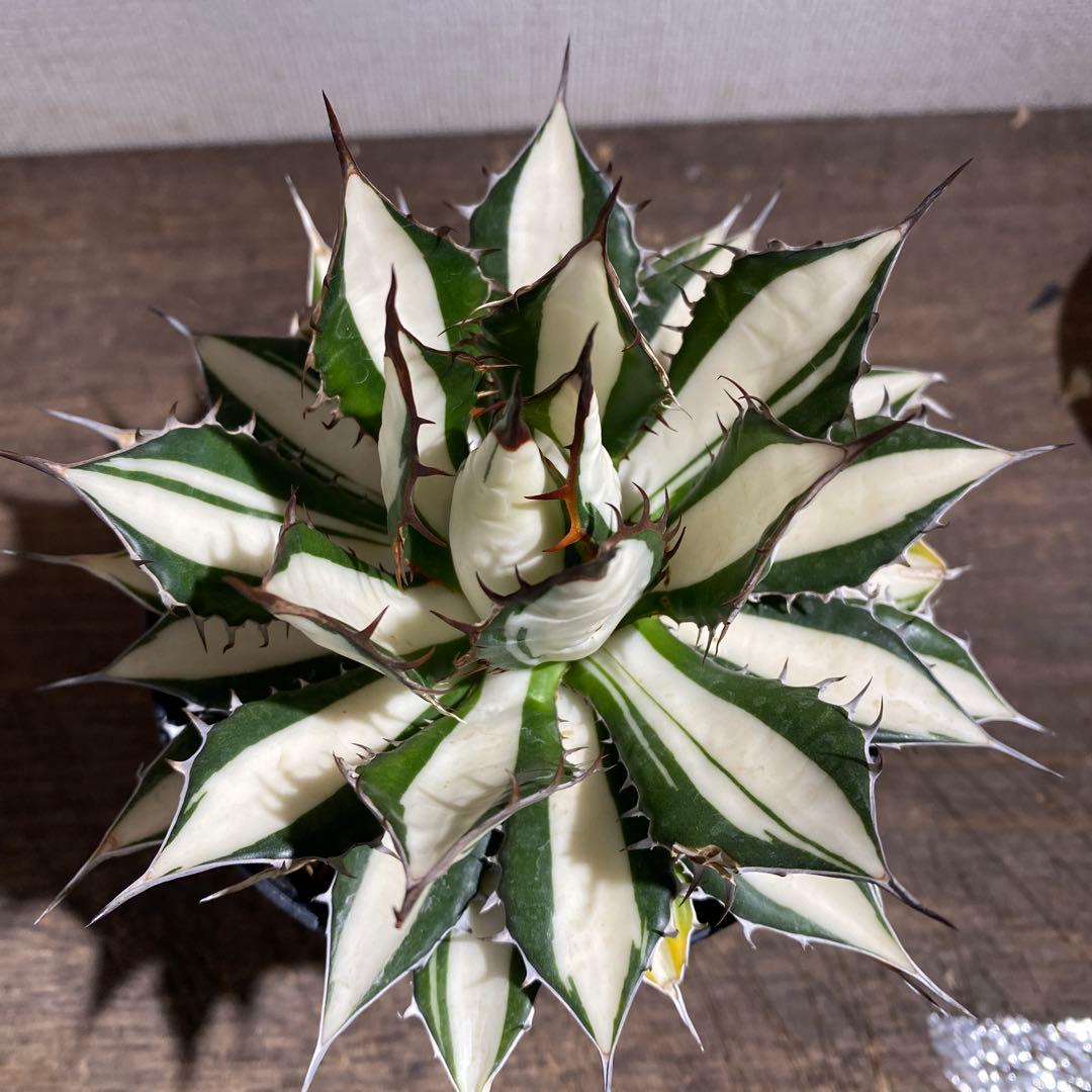 アガベ　ホリダ白中斑入　極上ラスト