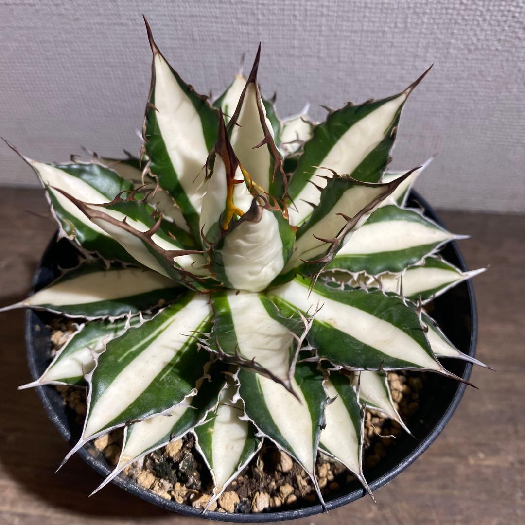 アガベ　ホリダ　白中斑　極上ラスト