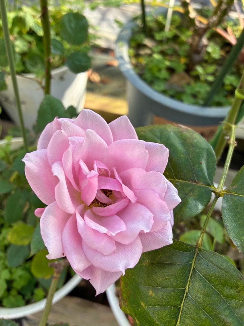 バラ苗　購入前にコメント￼